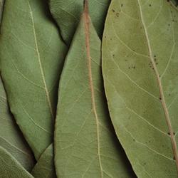 Bay Leaves, Hand-Selected ½ oz bag Discount