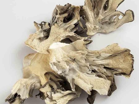 Hen Of The Woods Mushrooms 1 oz bag on Sale